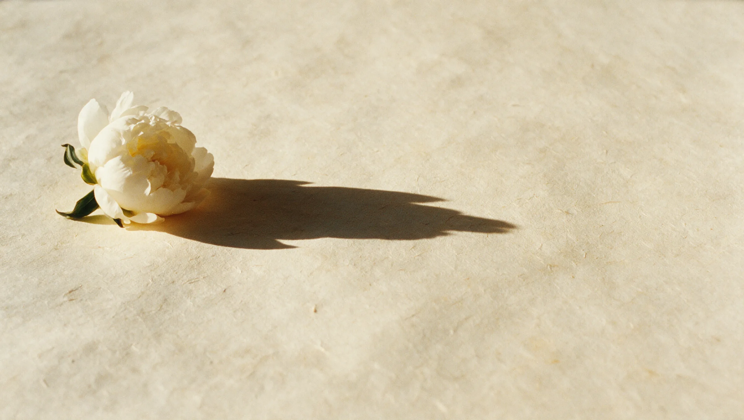 Peony and its long shadow — AI-generated editorial imagery