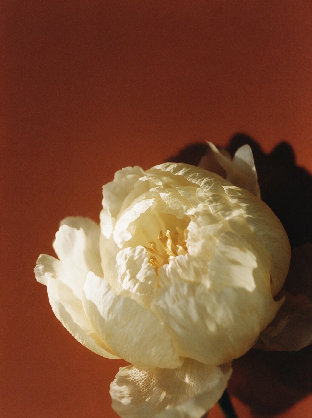 A peony in bloom