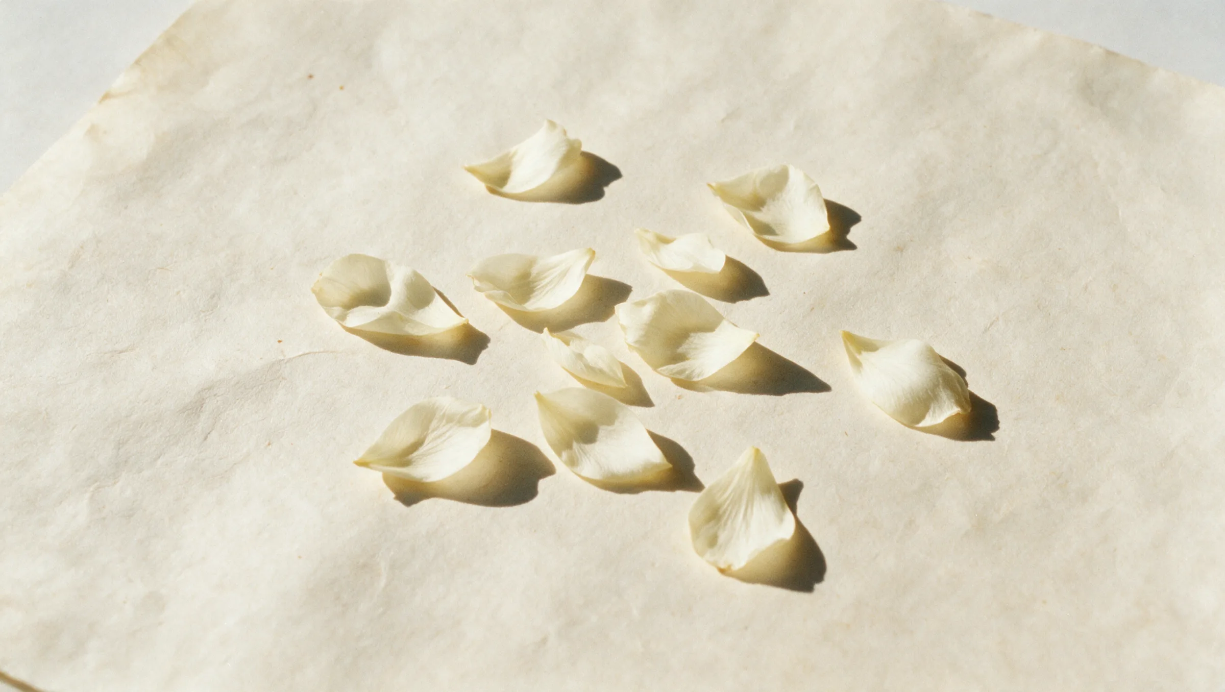Scattered petals on a pale surface — AI-generated editorial imagery