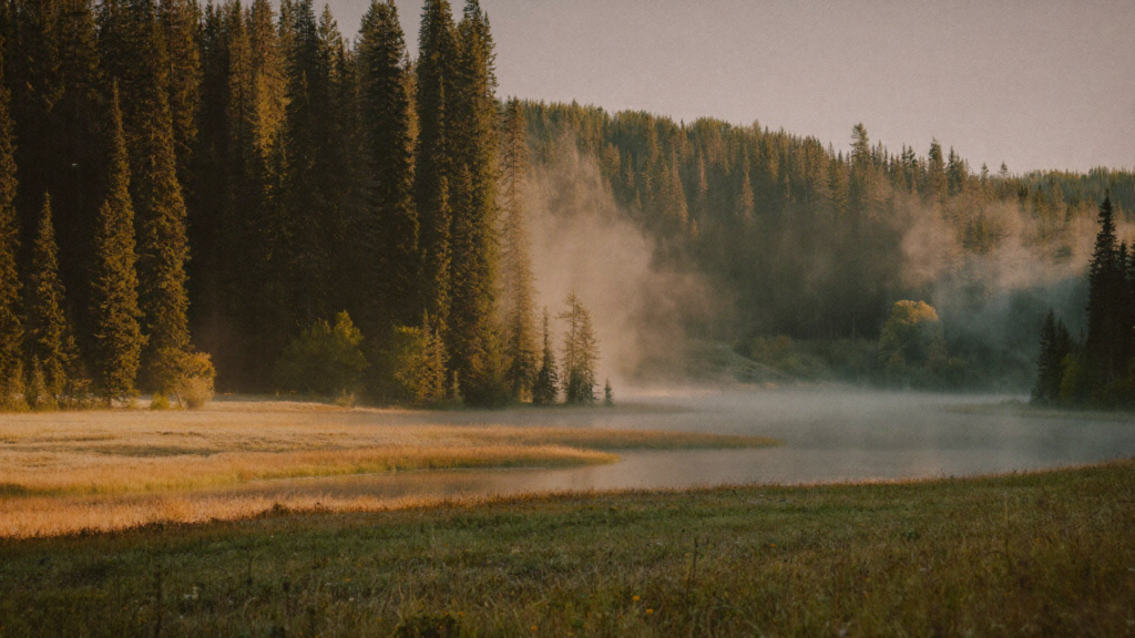 Soft summer morning light through Pacific Northwest forest by calm water