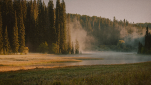 Soft summer morning light through Pacific Northwest forest by calm water